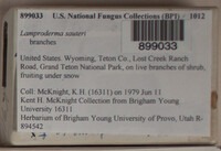 Lamproderma sauteri image